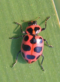 Spotted Lady Beetle